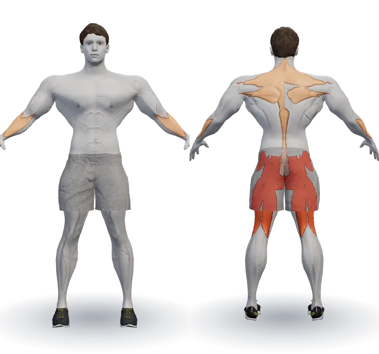 عضلات درگیر: همسترینگ, سرینی