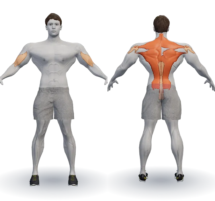 Muscles worked: Upper back (traps/rhomboids), Lats