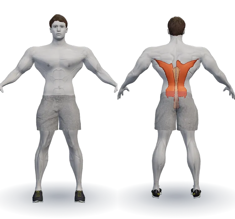 Muscles worked: Lats