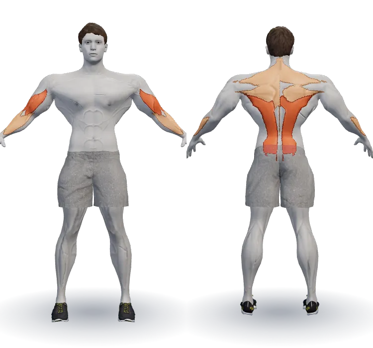 Muscles worked: Lats, Biceps