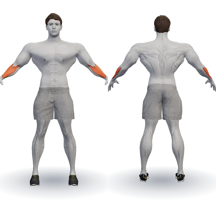 Muscles worked: Forearms
