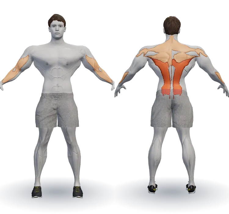 Muscles worked: Lats