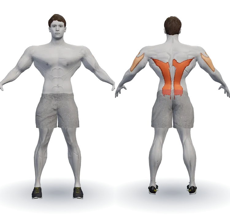 Muscles worked: Lats