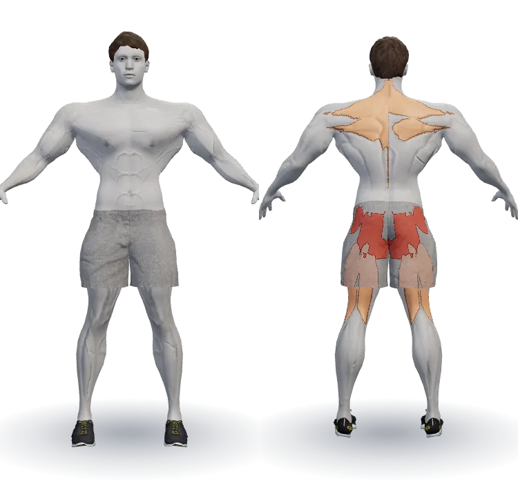 عضلات درگیر: سرینی